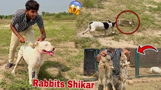 Gabbar Badmash Dog Ky Sath Jungle Rabbits Ka Shikar Kiya😍 [upl. by Eriuqs]