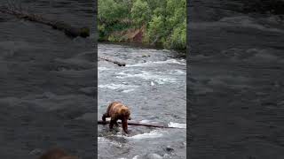 Katmai national park [upl. by Eniruam]