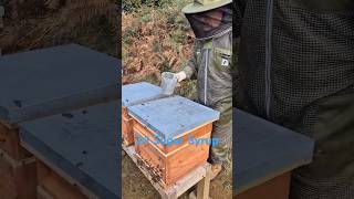 Feeding Bees getting them ready for Winter beekeeping honey beeslife shorts honey beehive [upl. by Kruter846]