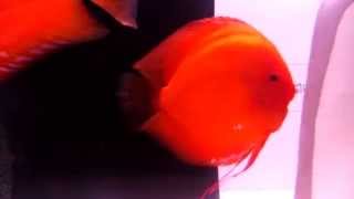 DISCUS PASSIEnl discus fish who never made it to YouTube [upl. by Enirehtahc]