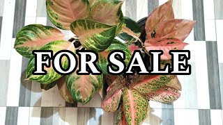 Plants for saleWhatsApp 8281723614Online [upl. by Adnol]