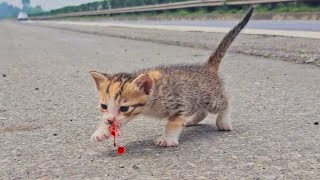 homeless kittens meow and I adopted cute and mischievous kittens cats after being rescued [upl. by Eikcaj406]