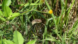 Everglades Racer Coluber constrictor paludicola [upl. by Leirbag]