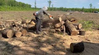 STIHL MS 361 vs MS 462 CM 💪💪💪 Strong chainsaw cutting skills 🪚🪚🪚🌳🌳🌳 [upl. by Amada]