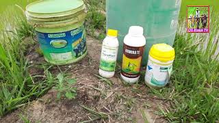 Basf Basagran herbicide  bentazone480sl  रोपाई धान के फसल में खरपतवार नाशक का स्प्रे  CGKISANTV [upl. by Dash483]