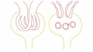 Mesangial cells  anatomy and function [upl. by Euridice]