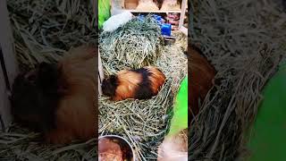 Hamsters on Display at Pet Shop 🐹 hamsters hamsterkombat pets pet petshop animals petshorts [upl. by Sikleb]