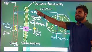 Cellular Respiration easy way [upl. by Hedveh414]