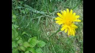 Wild edibles How to eat and identify cats ear  flatweed  false dandelion [upl. by Leirrad742]