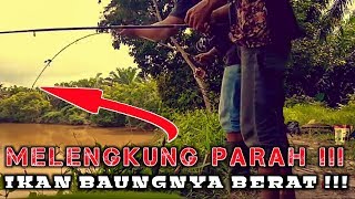 IKAN BAUNG TARIKANNYA BIKIN GEMETAR  liat aja kalau tidak percaya  Vlog 36 Belilas [upl. by Noraf]