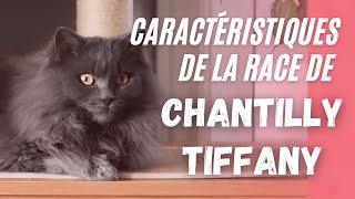 Caractéristiques De La Race De ChantillyTiffany [upl. by Aisek11]