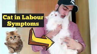 Top 8 Signs Your Cat in labour  Cat Pre Labour Symptoms  Pregnant Cat giving birth to kittens [upl. by Agosto13]