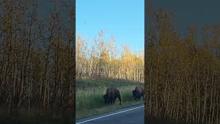 Bisontes Canadiences 🦬🦬🥰 [upl. by Cir534]