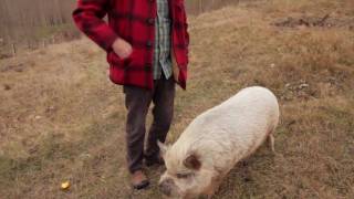 Pigs Tale  Sam Neill amp Two Paddocks Wines [upl. by Johan263]