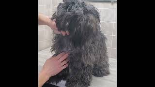 Grooming a heavily matted ShihTzuPoodle clip from full video [upl. by Hteb169]