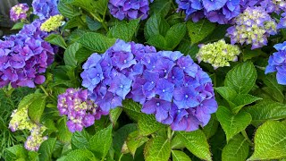 In Blooms Big LeafMop Head Hydrangea Macrophylla 4K July 2024 [upl. by Goles]