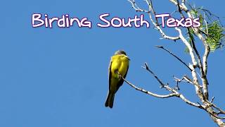 Birding the Lower Rio Grande Valley and South Texas [upl. by Anoved]