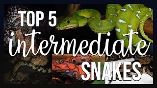 TOP 5 INTERMEDIATE SNAKES I recommend PART 1 [upl. by Tarabar811]