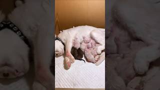 Cat giving birth for kittens animalsfacts animals fringfacts [upl. by Elitnahc751]