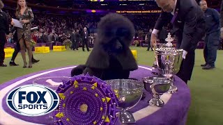 Siba the standard poodle wins Best in Show at 2020 Westminster Kennel Club Dog Show  FOX SPORTS [upl. by Akimit]