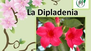 Dipladenia Vivero Marra [upl. by Lindsey]