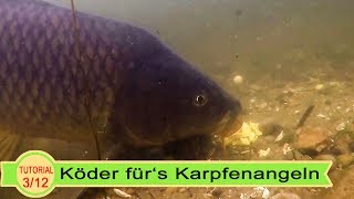 Köder fürs Karpfenangeln [upl. by Yerac]