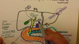 The Pancreas Liver and Duodenum Work Together [upl. by Claman713]