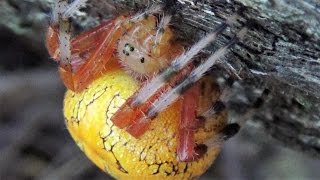 Marbled Orbweaver female Araneus marmoreus [upl. by Ferdinand]