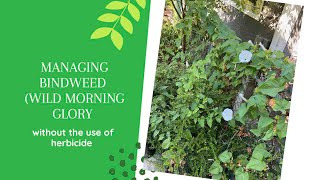 Managing Bindweed Wild Morning Glory in the garden without the use of herbicide [upl. by Kissel]