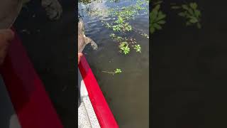 Releasing a big soft shell turtle [upl. by Pinette]