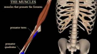 pronation and supination of the forearm [upl. by Cara]