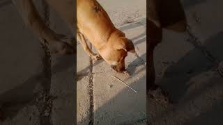 Dog vs rat funny video funny reels [upl. by Boleyn]