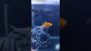 Mere Goldfish🐠 Ne Ande🐣 Diye Hain fish aquarium goldfish shorts ytshorts [upl. by Olleina]