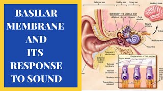 Basilar Membrane And its Response To Sound [upl. by Laband301]