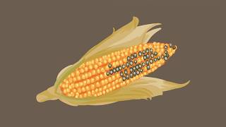 Mycotoxins and Climate Change  How Europe contributes to global efforts [upl. by Nylitsirk]