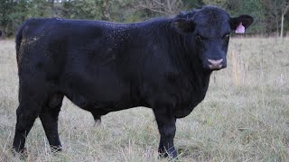 Select an Angus Bull Old School Method angusbulls regenerativeagriculture livestockfarming [upl. by Leirbag321]