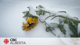 Northern Alberta blanketed with first snowfall of the season [upl. by Arykat]