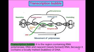 10 Cell biology  Transcription bubble شرح بالعربي [upl. by Annek657]