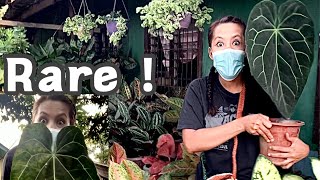 Rare nothing but rare plants shopping Wild Hoyas philodendron I love Philippines [upl. by Anertal]