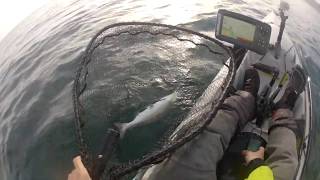 Blackmouth I Puget Sound Wa I Vertical Jigging I Kayak Fishing [upl. by Kciredorb598]