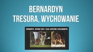 Bernardyn tresura  wychowanie szczeniaka i historia rasy  psy bernardyny [upl. by Nelrac495]