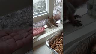 ekron kom besøk får mat 🐿 [upl. by Marolda]