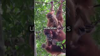 Orangutans Forest’s Smartest Giants wildlife animalfacts animals [upl. by Ellesig]