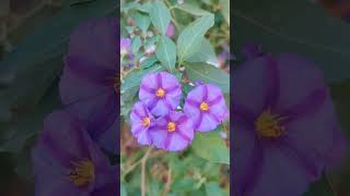 Ruellia Tuberosa amp Lycianthes Rantonnetii purpleflower ruellia Lycianthes [upl. by Sterner]