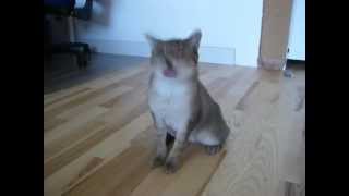 Epileptischer Anfall Katze Lila 1MOV [upl. by Fortuna]