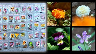 Flower Seeds Review From Amazon  How To Grow Flowers Seeds At Home [upl. by Phaedra980]