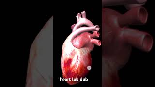 Heart Lub Dub Explore the Amazing World of Cardiology [upl. by Suchta675]