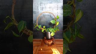 Philodendron Perfection Creating a Round Trellis with Wild Vines [upl. by Elvina]