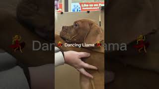 So we went to PetLand today and yea 😂 funny animals puppy fyp trending cute [upl. by Cichocki]