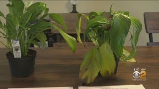 Students Science Project Experiments On Bullying Plants [upl. by Boulanger]